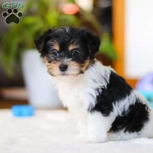 Claire, Yorkie Poo Puppy